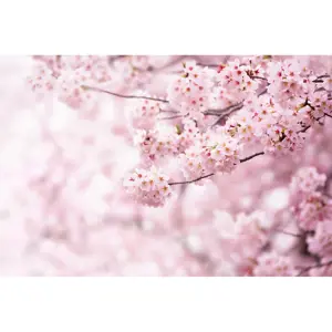 Produkt Vliesová fototapeta XXL Sakura 360 x 254 cm, 4 díly