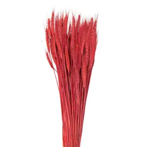 Červená květina pšeničné sušené klasy - 80  cm (200 gr) Clayre & Eef