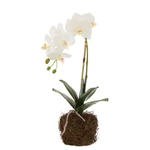 Dekorace umělá květina Orchidej s kořeny a mechem - 23*17*40 cm J-Line by Jolipa