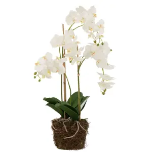 Produkt Dekorace umělá květina Orchidej s kořeny a mechem - 32*32*75 cm J-Line by Jolipa